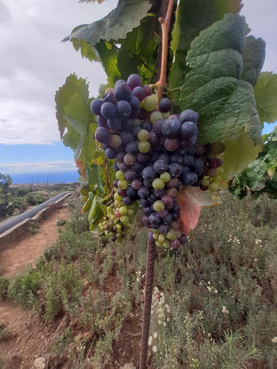 Finca De Luna La Orotava Esterno foto