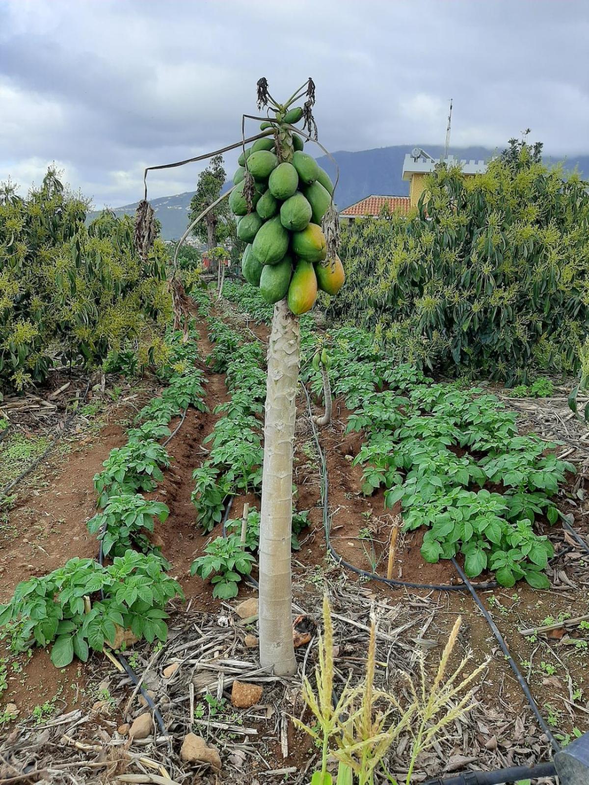 Finca De Luna La Orotava Esterno foto